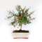 KENTIS - Bonsai Melograno - Bonsai Punica Granatum - Piante Vere da Esterno - Vaso in Ceramica - Vaso Ø 19 H 25-35 cm
