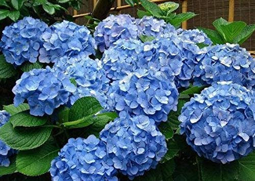 Shopvise géant boule de neige hortensia Seeds 20 Pièces; couleur 1