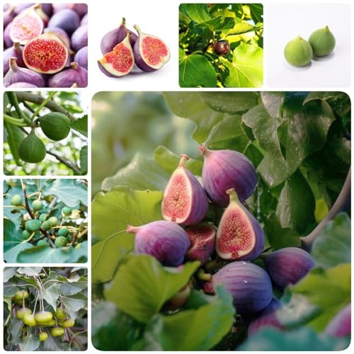 15 pcs feigenbaum winterhart samen - bonsai bäumchen kaufen winterfeste pflanzen für balkon feigen feige,Ficus carica, obstbäume deko pflanzen bio saatgut zwergobstbäume nachhaltige