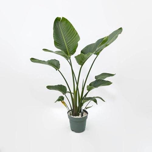 Vivai le Georgiche - Pianta vera di Strelitzia nicolai in idrocoltura - - - diametro vaso Ø 24 cm