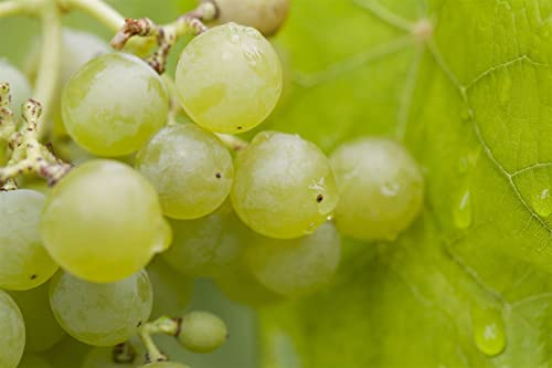 Vitis vinifera 'Romulus' 80-100 cm - Weinrebe, kernlose weiße Trauben, Erntezeit September, ideal für Pergolen, pflegeleicht und winterhart