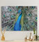MyMaxxi - Premium Leinwandbild auf Keilrahmen Pfau Wandbild Design Wand Dekoration, Foto Mehrfarbig Leinwand - Pfau, Groesse_leinwand:80x120 cm
