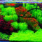 Wasserpflanzen Aquarium Pflanzen Samen GroßEs Buntes Sortiment Wasserlinsen Aquarium Gras Gartenblumen Samen Aquarienpflanzen Aquarium Samen Seetang Samen 150 StüCke