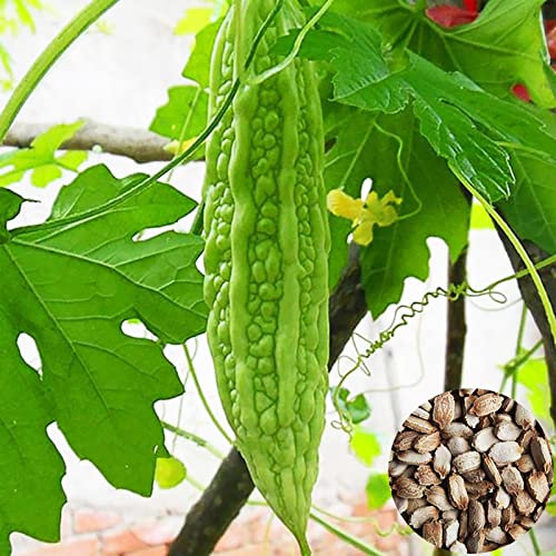 Saterkali Semi di melone, 50 pezzi/sacchetto Semi di zucca amara Impollinazione aperta Facile da coltivare Nutriente Gustoso seme di pianta verde Semi di melone amaro per piantare Semi Di Zucca Ama
