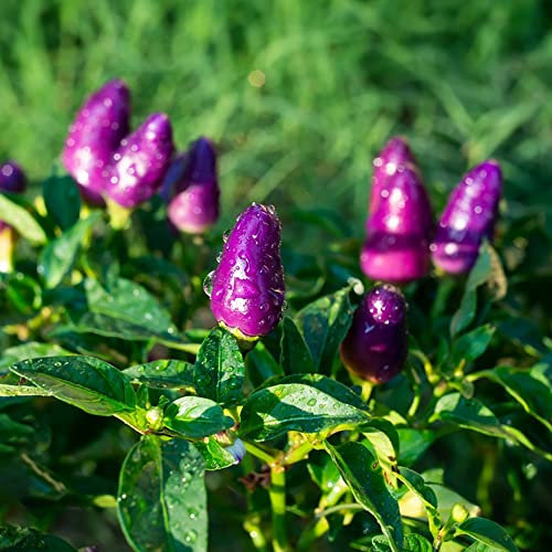 Semillas De Chile Semillas De Hierbas Plantas Vegetales Habanero Chiles Picantes Verduras De BalcóN Carolina Reaper Verduras De Invierno Plantas ExóTicas Hierbas De Cocina 30 Semillas De Chile