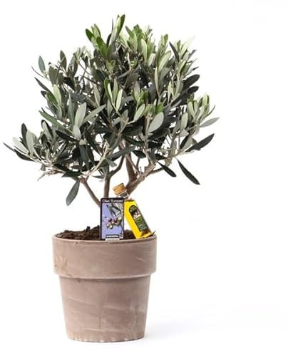 Olivo Miniatura PREMIUM Planta Natural para Interior y Exterior