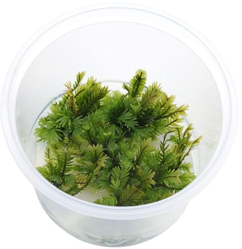 Aquasabi - Fissidens Nobilis - Moos für Aquarium - In Vitro 5,5 cm - Aquarienpflanze - Aquascaping