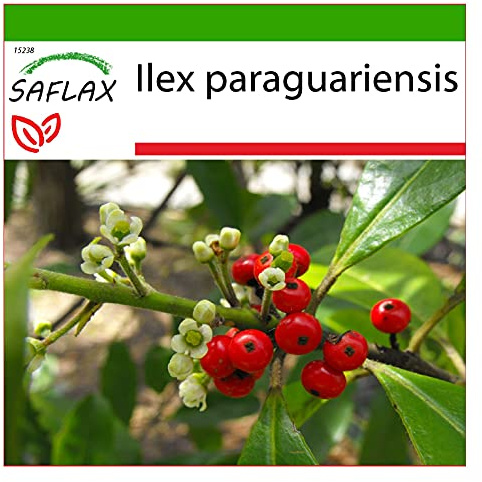 SAFLAX - Heilpflanzen - Mate Teestrauch - 10 Samen - Mit keimfreiem Anzuchtsubstrat - Ilex paraguariensis