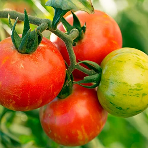 Tigerella Bio-Tomatensamen für ca. 10 Pflanzen - alte gestreifte Sorte, angenehmes Aroma