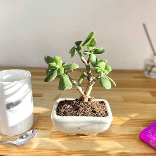 Lively Crassula Ovata Bonsaï : arbre de plante d'intérieur – Pot en céramique, faible entretien – Fusion esthétique de l'élégance succulente