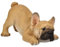 Französische Bulldoggen Figur Welpe Will Spielen - Hundefigur Hund Baby Dekofigur Geschenk für Hundeliebhaber Hotant