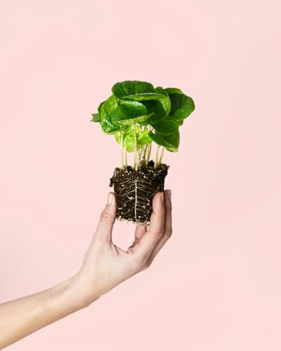 Planta del Café Arabica Mini | Plantas Naturales Interior | Pur Plant