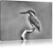 Pixxprint Kleiner Eisvogel, Größe: 100x70cm, Leinwandbild, fertig gespannt, Wandbild, Dekoration, Kunstdruck, kein Poster