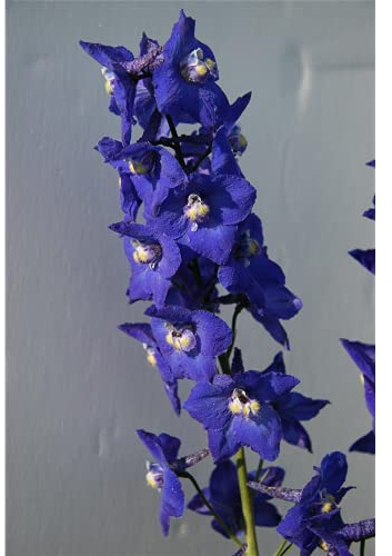 Delphinium x belladonna 'Atlantis' - Rittersporn 'Atlantis' - 11cm Topf