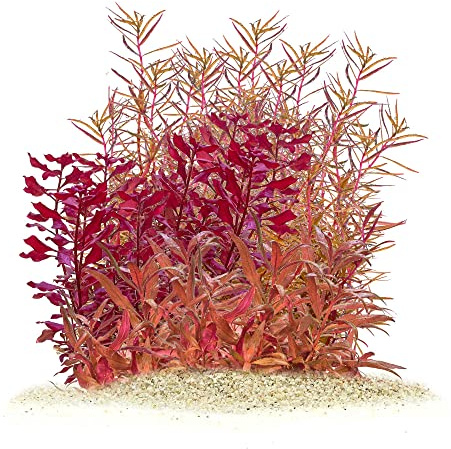 Rote Aquarienpflanzen Set - Red Aquascaping Set - In Vitro - farbige Wasserpflanzen für dein Aquarium - Enthält 3 Sorten: Rotala, Ludwigia, Alternanthera (5,5cm)