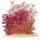 Rote Aquarienpflanzen Set - Red Aquascaping Set - In Vitro - farbige Wasserpflanzen für dein Aquarium - Enthält 3 Sorten: Rotala, Ludwigia, Alternanthera (5,5cm)
