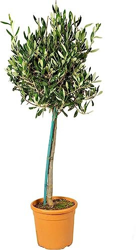 Árbol del Olivo Natural Majestuoso y resistente Perfecto para Exteriores