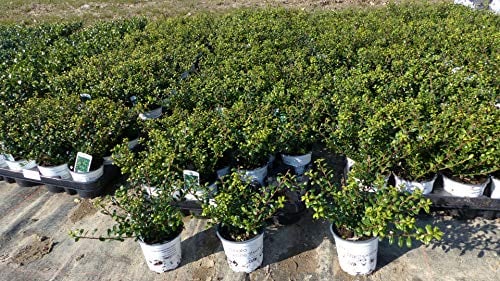 100 Stück Ilex crenata Stokes Heckenpflanze 20 cm Buchsbaum Ersatz winterhart + robust