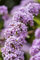 Buddleja alternifolia 40-60 cm - Hänge-Sommerflieder, lavendelfarbene Blüten, Blütezeit Juni-August, Schmetterlingsmagnet, pflegeleicht und winterhart