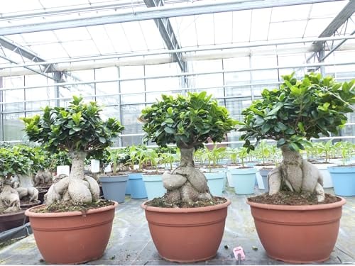 gruenwaren jakubik Ficus Ginseng Bonsai 50-60 cm Feng Shui Zimmerpflanze in Bonsaischale