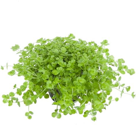 WASSERPFLANZEN WOLFF - Teppich ca. 150x100 mm Perlenkraut/Micranthemum umbrosum | Dichter, niedriger Busch | Bodendecker Aquariumpflanze Vordergrund | Aquascape | Matte