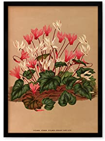 Antiker botanischer Kunstdruck - Wanddekor Kunst Vintage Alpenveilchen Blumen Poster A3 (schwarz klein)