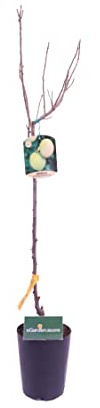 Pianta di Susina o Susine Albero di susina pianta di susina età 2 anni pianta vera di susina o susine venduta da eGarden.store (Coscia Di Monaca Rosso-Viola)