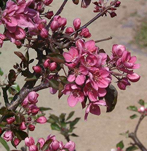 Säulenapfel Maypole 60-80cm - dunkelrote Früchte
