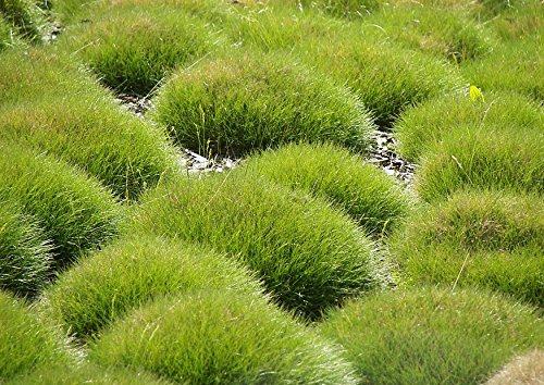 Stauden Gänge 100 x Festuca gautieri (Ziergras/Gräser/Winterhart/Mehrjährig/Immergrün/Staude) Bärenfellgras - Immergrün, robust und stilvoll zugleich - perfekter Bodendecker