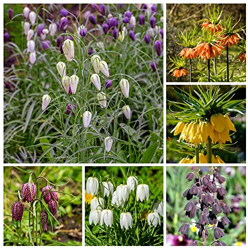 Kaiserkronen - Zwiebeln Blumenzwiebeln FrüHblüHer Blumen Deko Fritillaria Zierlauch Zwiebeln Winterhart MehrjäHrig Blumenzwiebeln Winterlinge Zwiebeln Wildblumen Garten Geschenk 5 Kaiserkronen Zwiebel