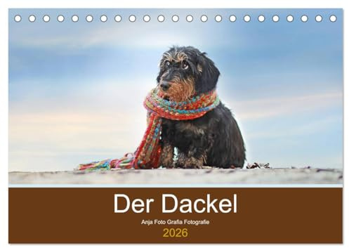 Der Dackel (Tischkalender 2026 DIN A5 quer), CALVENDO Monatskalender: Der Dackel - kleiner Hund, großes Herz, riesengroße Ausstrahlung und ein Blick, den nur der Dackel kann. (CALVENDO Tiere)