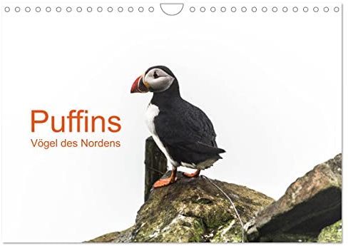 Puffins - Vögel des Nordens (Wandkalender 2026 DIN A4 quer), CALVENDO Monatskalender: Papagaeintaucher sind die arktischen Vögel, die der Kälte und ... in anderen Gefilden trotzen. (CALVENDO Tiere)