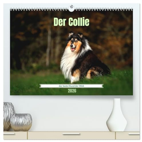 Der Collie der beste Hund der Welt (hochwertiger Premium Wandkalender 2026 DIN A2 quer), Kunstdruck in Hochglanz: Faszinierende Collies, bezaubernd und elegant. (CALVENDO Tiere)