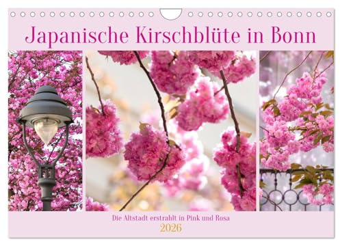 Japanische Kirschblüte in Bonn (Wandkalender 2026 DIN A4 quer), CALVENDO Monatskalender: Die Altstadt erstrahlt in Pink und Rosa (CALVENDO Orte)