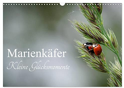 Marienkäfer - kleine Glücksmomente (Wandkalender 2026 DIN A3 quer), CALVENDO Monatskalender: Jedes Kind kennt sie, diese kleinen Glückskäfer und sie z ... Gesicht, wenn ich sie sehe. (CALVENDO Tiere)