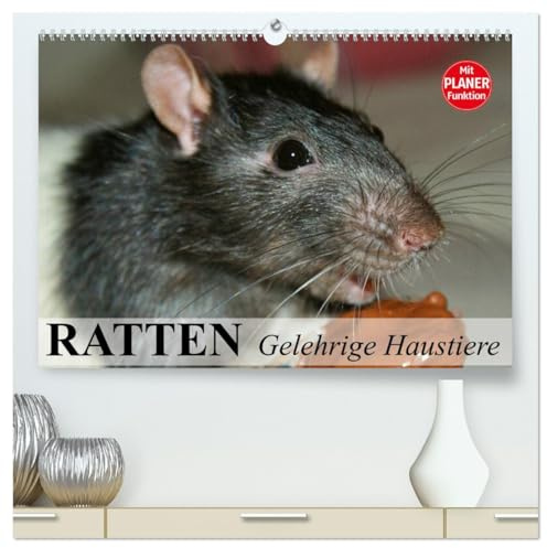 Ratten. Gelehrige Haustiere (hochwertiger Premium Wandkalender 2026 DIN A2 quer), Kunstdruck in Hochglanz: Von der Wanderratte zum geliebten Kuscheltier (CALVENDO Tiere)