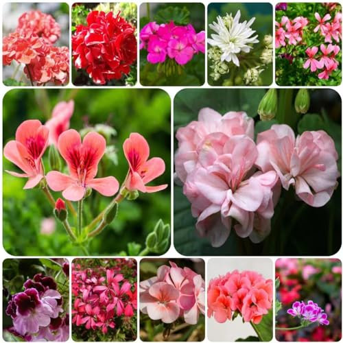 300 pcs geranien blumen samen - zimmerpflanzen wenig lichtbedarf geranie,Pelargonium hortorum, bodendecker winterhart wildblumensamen pflanzen für balkonkästen winterhart