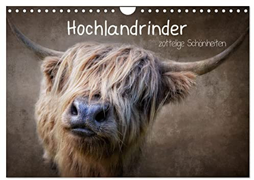 Hochlandrinder - Zottelige Schönheiten (Wandkalender 2025 DIN A4 quer), CALVENDO Monatskalender: Die Models unter den Kühen in eindrucksvollen Bildern (CALVENDO Tiere)
