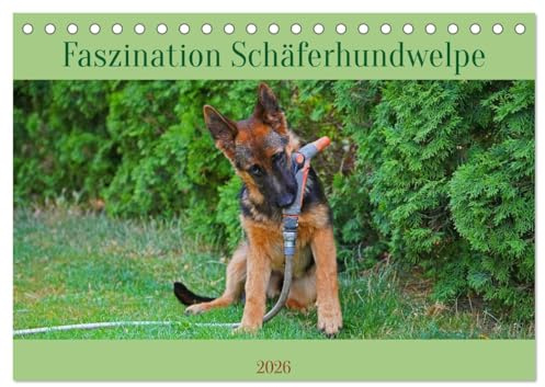Faszination Schäferhundwelpe (Tischkalender 2026 DIN A5 quer), CALVENDO Monatskalender: Ausgewählte Fotomotive eines Schäferhundwelpen beim Spiel (CALVENDO Tiere)