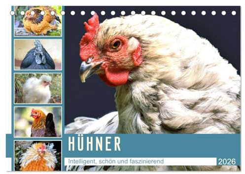 Hühner. Intelligent, schön und faszinierend (Tischkalender 2026 DIN A5 quer), CALVENDO Monatskalender: Nützliche und fröhlich gackernde Eierlieferanten zum Verlieben (CALVENDO Tiere)
