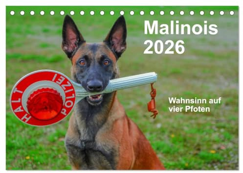 Malinois - Wahnsinn auf vier Pfoten (Tischkalender 2026 DIN A5 quer), CALVENDO Monatskalender: Der belgische Schäferhund ist ein toller Begleiter mit viel Power, Herz und Ausdauer. (CALVENDO Tiere)