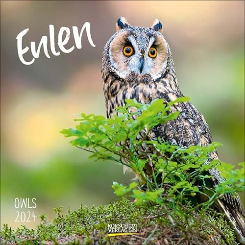 Eulen 2024: Broschürenkalender mit Ferienterminen. Eulen, Jäger der Nacht. 30 x 30 cm