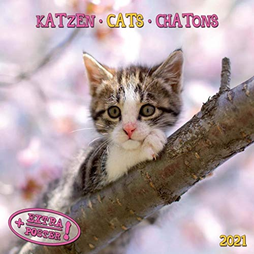 Katzen / Cats / Chatons 2021