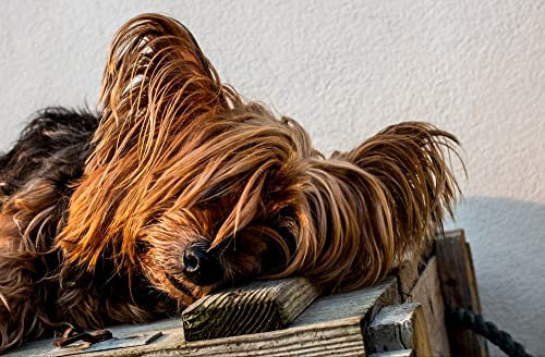 hansepuzzle 34709 - Yorkshire Terrier Puzzle 500 Teile - Tierwelt Motiv mit hochwertiger Aufbewahrung: Kartonbox und wiederverschließbarem Beutel - Format 46 × 30 cm