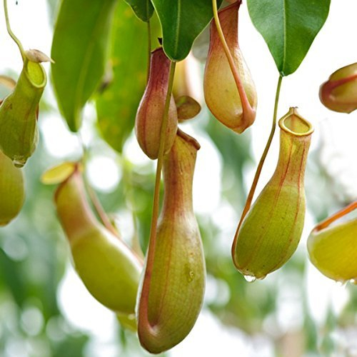 vegherb 10Pcs Kannenpflanze Sarracenia Purpurea Fleisch fressende Blumensamen