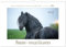 Friesen - stolze Giganten (Wandkalender 2025 DIN A4 quer), CALVENDO Monatskalender: Friesen - schwarze Pferdeschönheiten (CALVENDO Tiere)