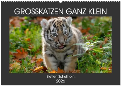 GROSSKATZEN GANZ KLEIN (Wandkalender 2026 DIN A2 quer), CALVENDO Monatskalender: süsse Raubkatzenbabies im Porträt (CALVENDO Tiere)