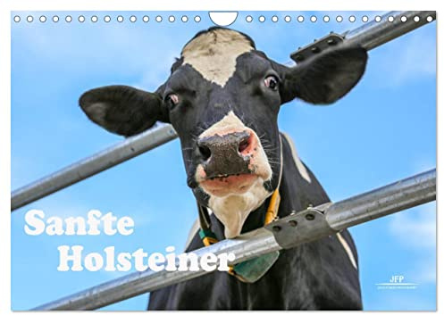 Sanfte Holsteiner (Wandkalender 2026 DIN A4 quer), CALVENDO Monatskalender: Glückliche Milchkühe aus dem Grönegau - Einfach schön und glücklich. (CALVENDO Tiere)