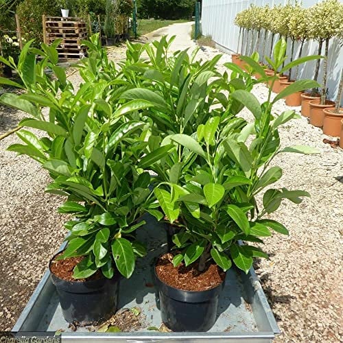 Lauroceraso Prunus laurocerasus 12 piante da siepe in vaso da 2 litri h. 60/100 cm Vivaio di Castelletto