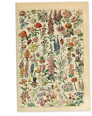Fituenly Vintage Botanische Poster Blumen Pflanzen Wandkunst Aufkleber Blumendruck Illustration Wandbild Für Wohnzimmer Büro Klassenzimmer Dekor
